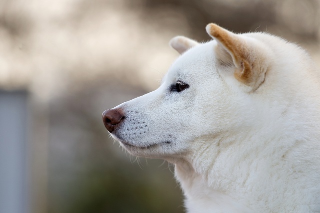 柴犬の里まつり2026